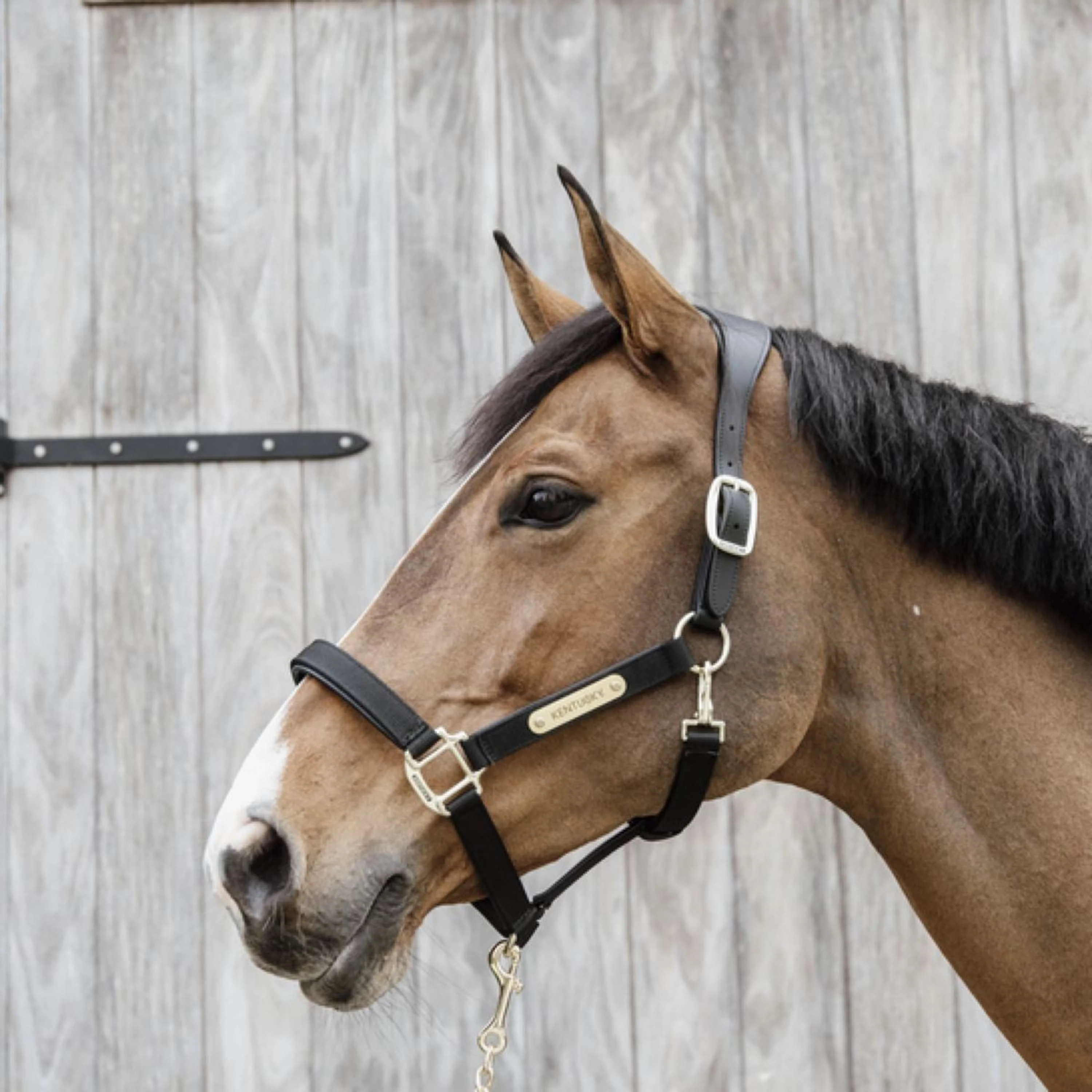 Kentucky Horsewear Capezzina Anatomic Nylon Nero - Image 3